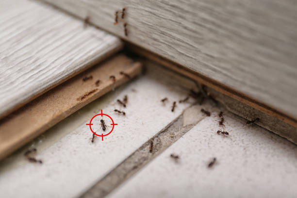 Best Termite Control Services  in Kyle, SD