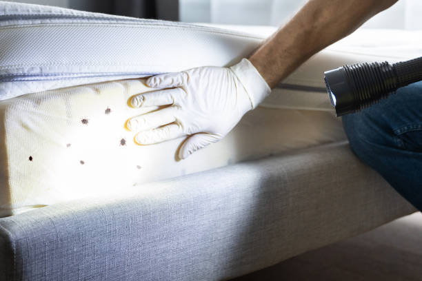 Best Bed Bug Extermination  in Kyle, SD
