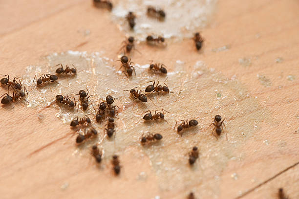 Best Residential Pest Control  in Kyle, SD