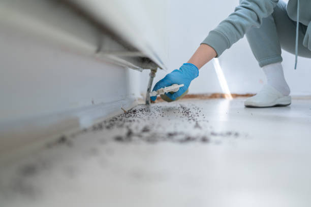 Best Wasp Removal Services  in Kyle, SD